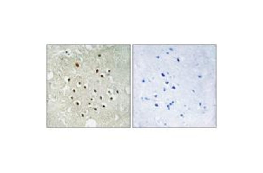 Immunohistochemistry - RPS19BP1 Antibody from Signalway Antibody (34333) - Antibodies.com