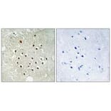 Immunohistochemistry - RPS19BP1 Antibody from Signalway Antibody (34333) - Antibodies.com