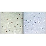 Immunohistochemistry - ABHD14B Antibody from Signalway Antibody (34369) - Antibodies.com