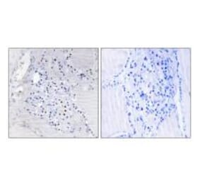 Immunohistochemistry - C9orf89 Antibody from Signalway Antibody (34479) - Antibodies.com