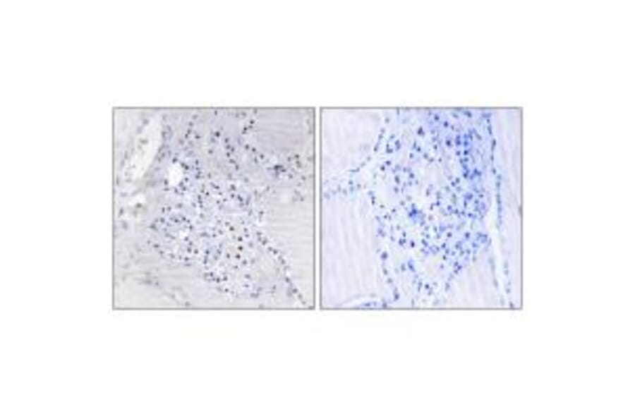 Immunohistochemistry - C9orf89 Antibody from Signalway Antibody (34479) - Antibodies.com