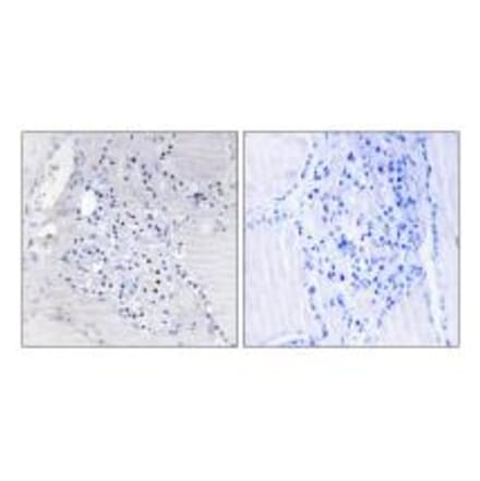 Immunohistochemistry - C9orf89 Antibody from Signalway Antibody (34479) - Antibodies.com