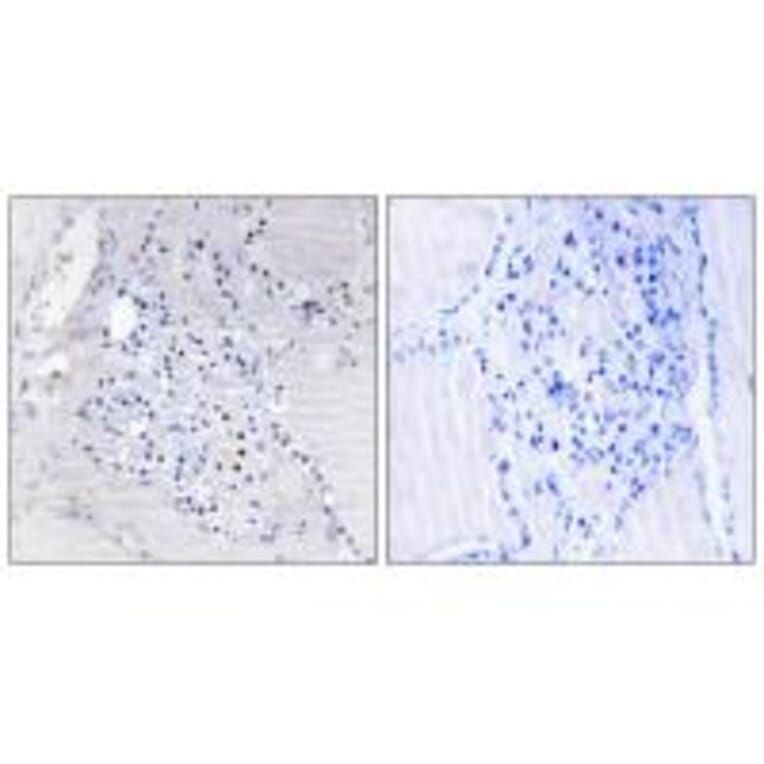 Immunohistochemistry - C9orf89 Antibody from Signalway Antibody (34479) - Antibodies.com