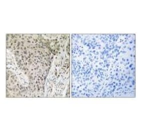 Immunohistochemistry - ARHGEF19 Antibody from Signalway Antibody (34994) - Antibodies.com