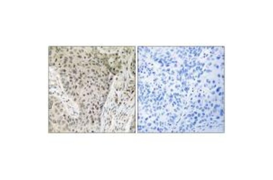 Immunohistochemistry - ARHGEF19 Antibody from Signalway Antibody (34994) - Antibodies.com