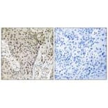 Immunohistochemistry - ARHGEF19 Antibody from Signalway Antibody (34994) - Antibodies.com