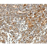 Immunohistochemistry - CEACAM21 Antibody from Signalway Antibody (35679) - Antibodies.com