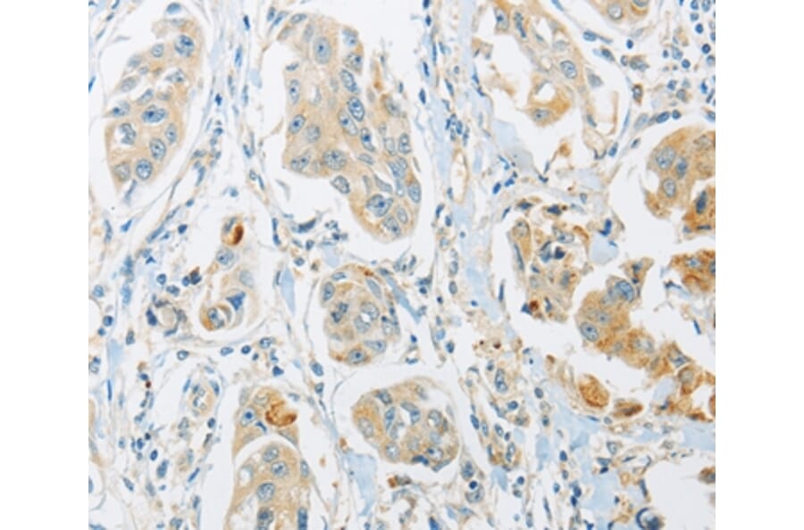 Immunohistochemistry - ARHGEF10 Antibody from Signalway Antibody (36132) - Antibodies.com