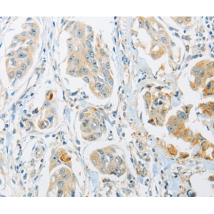 Immunohistochemistry - ARHGEF10 Antibody from Signalway Antibody (36132) - Antibodies.com