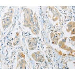 Immunohistochemistry - ARHGEF10 Antibody from Signalway Antibody (36132) - Antibodies.com