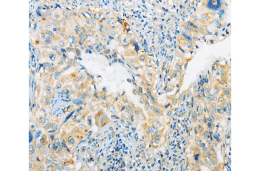 Immunohistochemistry - ARHGEF10 Antibody from Signalway Antibody (36132) - Antibodies.com
