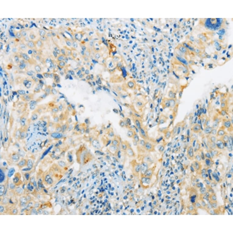 Immunohistochemistry - ARHGEF10 Antibody from Signalway Antibody (36132) - Antibodies.com