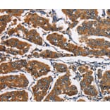 Immunohistochemistry - EIF4EBP2 Antibody from Signalway Antibody (36290) - Antibodies.com