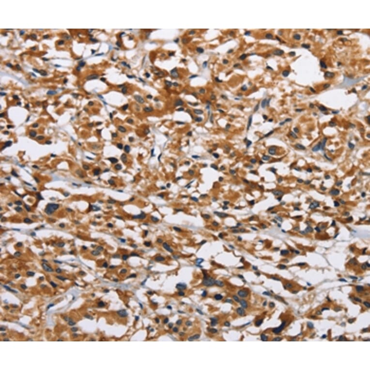 Immunohistochemistry - EIF4EBP2 Antibody from Signalway Antibody (36290) - Antibodies.com