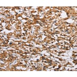 Immunohistochemistry - EIF4EBP2 Antibody from Signalway Antibody (36290) - Antibodies.com