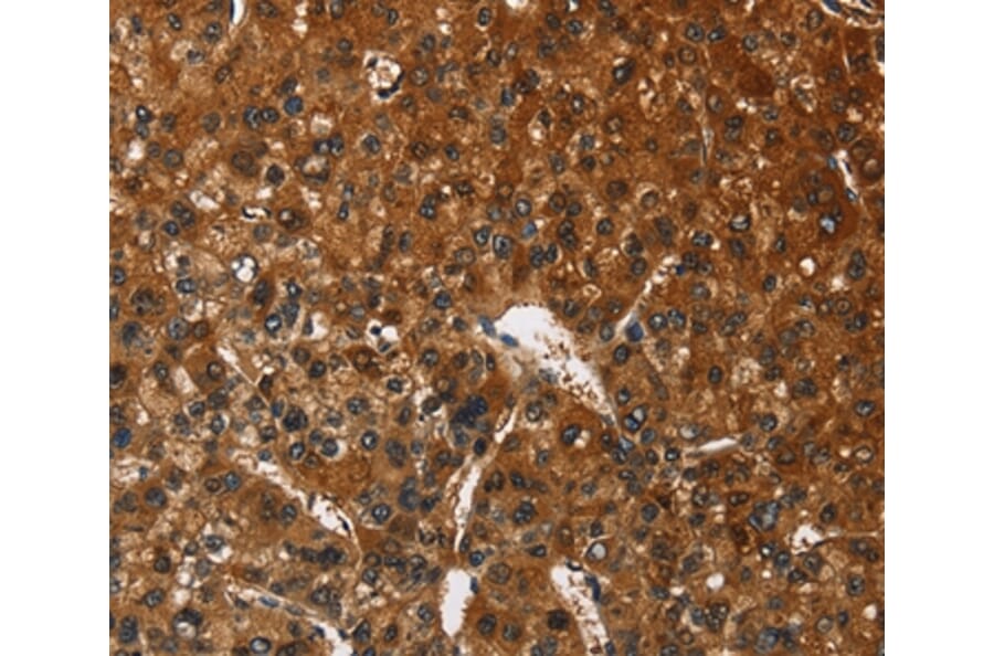 Immunohistochemistry - CATSPER4 Antibody from Signalway Antibody (36314) - Antibodies.com