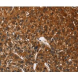 Immunohistochemistry - CATSPER4 Antibody from Signalway Antibody (36314) - Antibodies.com