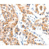 Immunohistochemistry - PAFAH1B1 Antibody from Signalway Antibody (36952) - Antibodies.com