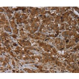 Immunohistochemistry - ARHGEF12 Antibody from Signalway Antibody (37694) - Antibodies.com