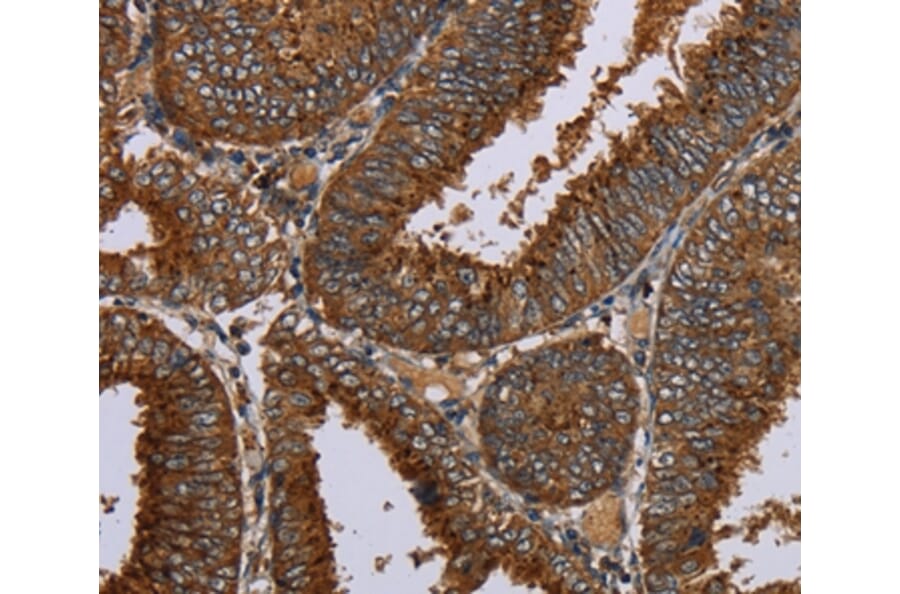 Immunohistochemistry - C12orf75 Antibody from Signalway Antibody (37781) - Antibodies.com