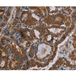 Immunohistochemistry - C12orf75 Antibody from Signalway Antibody (37781) - Antibodies.com