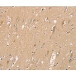 Immunohistochemistry - SIGLEC10 Antibody from Signalway Antibody (37921) - Antibodies.com