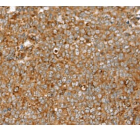Immunohistochemistry - SIGLEC11 Antibody from Signalway Antibody (37923) - Antibodies.com