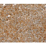 Immunohistochemistry - SIGLEC11 Antibody from Signalway Antibody (37923) - Antibodies.com