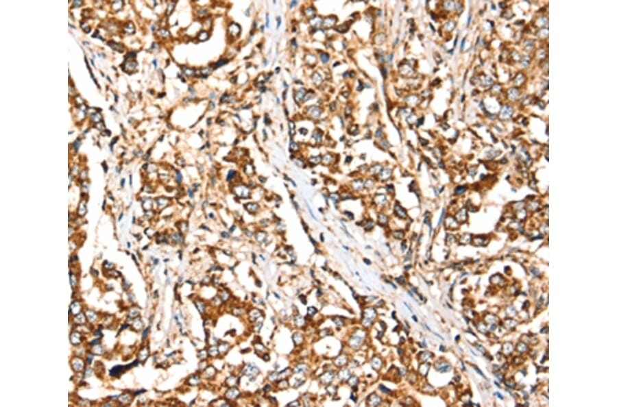 Immunohistochemistry - SIGLEC11 Antibody from Signalway Antibody (37923) - Antibodies.com
