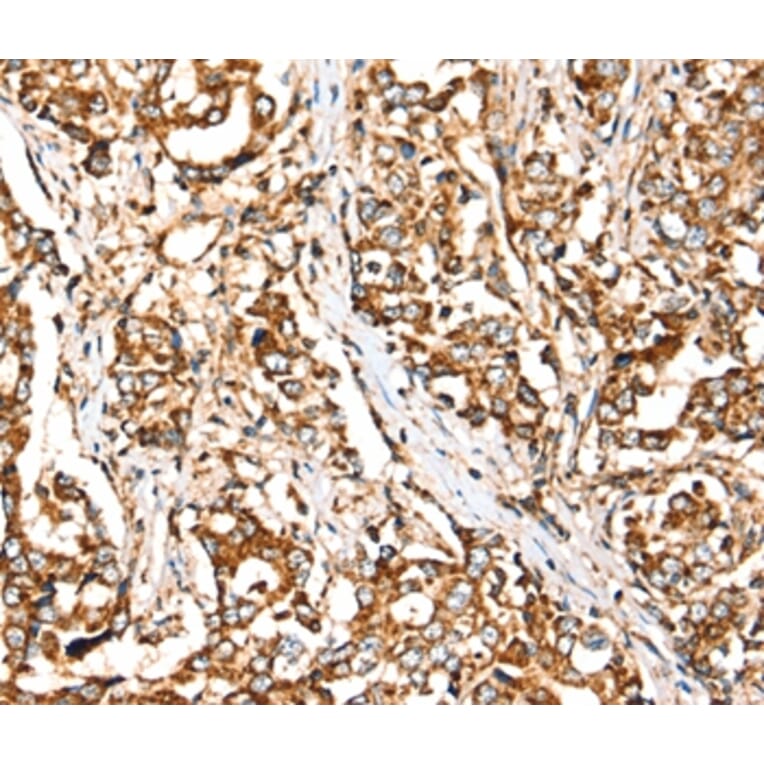 Immunohistochemistry - SIGLEC11 Antibody from Signalway Antibody (37923) - Antibodies.com