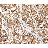 Immunohistochemistry - SIGLEC11 Antibody from Signalway Antibody (37923) - Antibodies.com