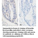 mucin 16 Antibody from Signalway Antibody (39379) - Antibodies.com