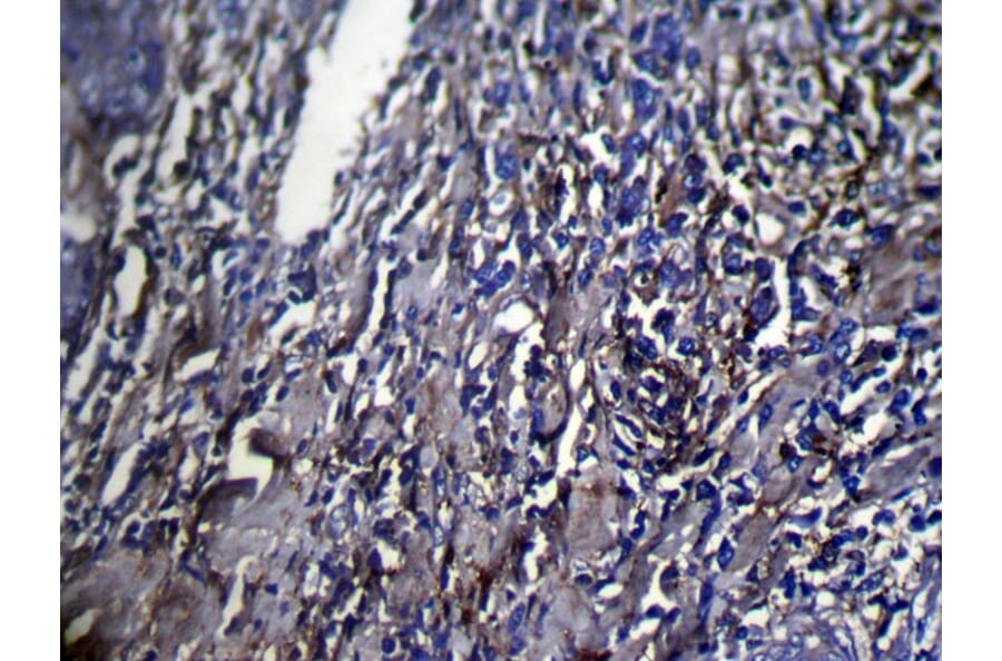 Immunohistochemistry - SERPINB6 Antibody from Signalway Antibody (42753) - Antibodies.com