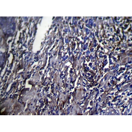 Immunohistochemistry - SERPINB6 Antibody from Signalway Antibody (42753) - Antibodies.com