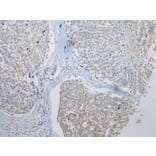 Immunohistochemistry - TRNAU1AP Antibody from Signalway Antibody (42966) - Antibodies.com