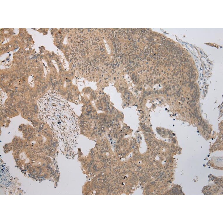 Immunohistochemistry - TRNAU1AP Antibody from Signalway Antibody (42966) - Antibodies.com