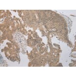 Immunohistochemistry - TRNAU1AP Antibody from Signalway Antibody (42966) - Antibodies.com