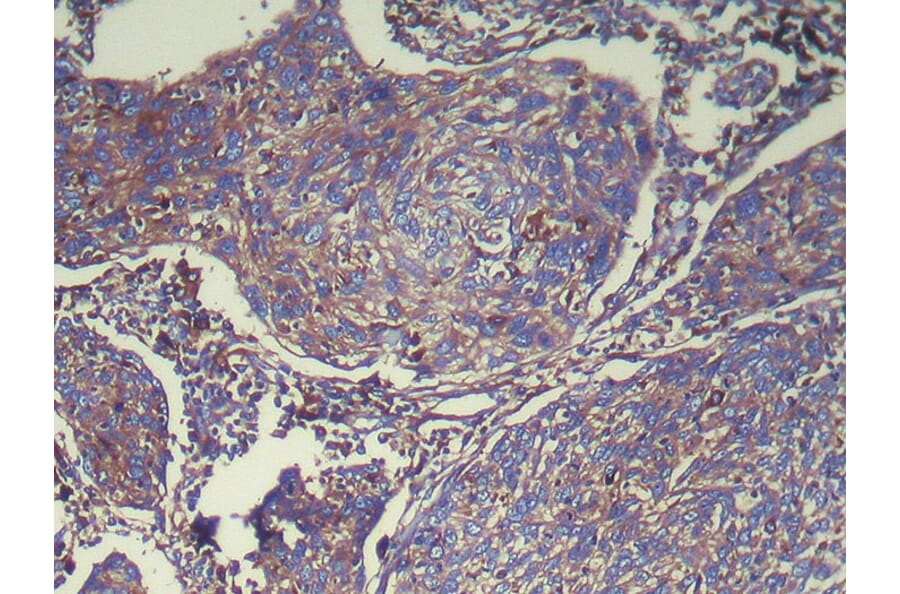 Immunohistochemistry - ATP6V1E2 Antibody from Signalway Antibody (42989) - Antibodies.com