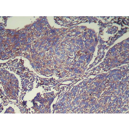 Immunohistochemistry - ATP6V1E2 Antibody from Signalway Antibody (42989) - Antibodies.com