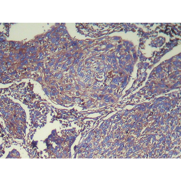 Immunohistochemistry - ATP6V1E2 Antibody from Signalway Antibody (42989) - Antibodies.com
