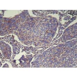 Immunohistochemistry - ATP6V1E2 Antibody from Signalway Antibody (42989) - Antibodies.com