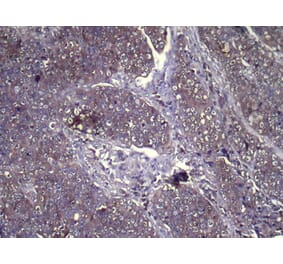 Immunohistochemistry - GLIPR1L1 Antibody from Signalway Antibody (42994) - Antibodies.com