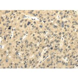 Immunohistochemistry - UHRF1BP1 Antibody from Signalway Antibody (43177) - Antibodies.com