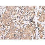 Immunohistochemistry - PPP1R15A Antibody from Signalway Antibody (43273) - Antibodies.com
