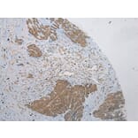 Immunohistochemistry - PLA2G12A Antibody from Signalway Antibody (43382) - Antibodies.com