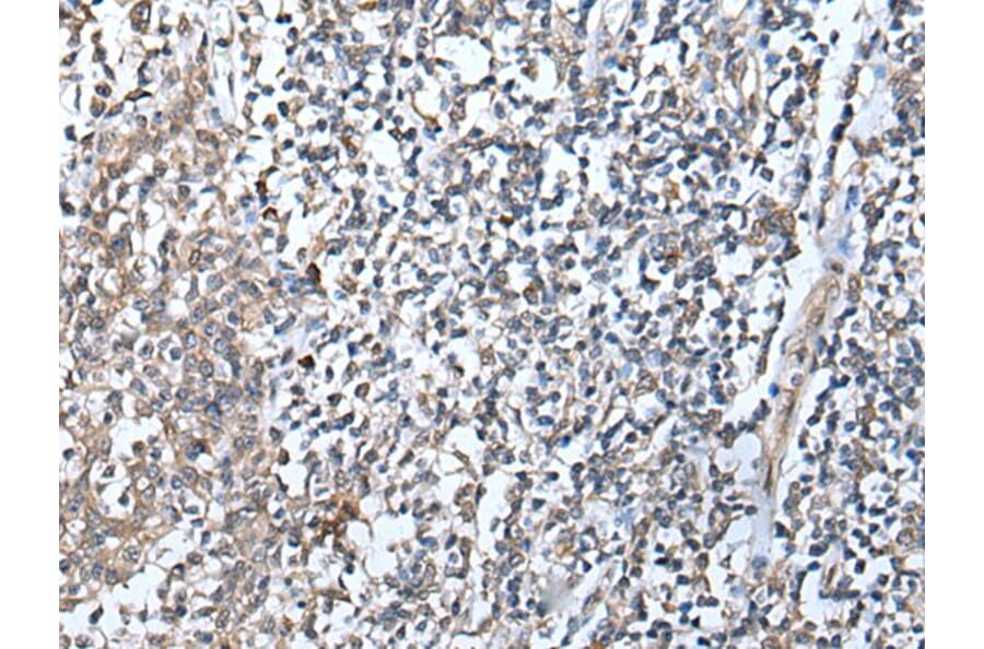 DEFB104A Antibody from Signalway Antibody (43654) - Antibodies.com