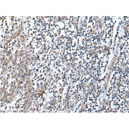 DEFB104A Antibody from Signalway Antibody (43654) - Antibodies.com