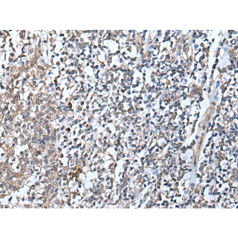 DEFB104A Antibody from Signalway Antibody (43654) - Antibodies.com