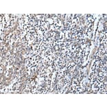 DEFB104A Antibody from Signalway Antibody (43654) - Antibodies.com
