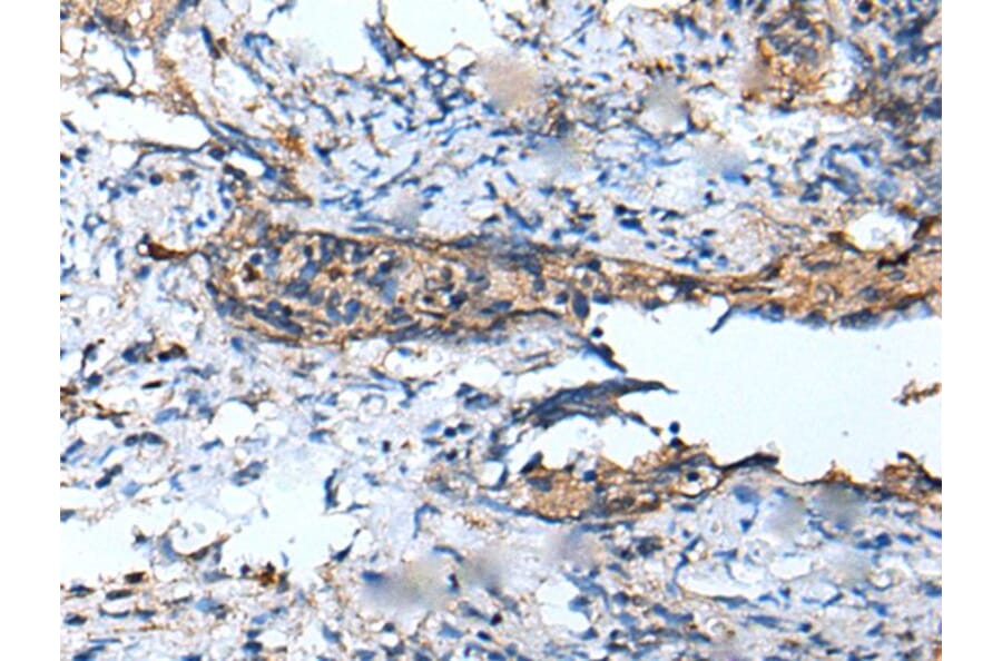 DEFB104A Antibody from Signalway Antibody (43654) - Antibodies.com